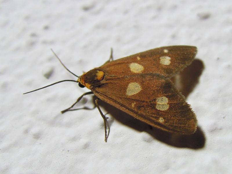 Dysauxes famula (Erebidae Arctiinae)